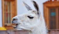 حيوان اللاما