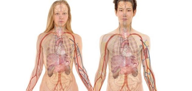 الأجهزة الداخلية لجسم الإنسان