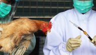 أعراض انفلونزا الطيور وأهم طرق العلاج .. وما هي الأسباب التي تؤدي للإصابة به