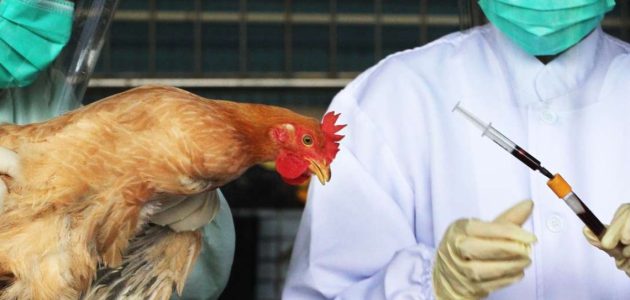 أعراض انفلونزا الطيور وأهم طرق العلاج .. وما هي الأسباب التي تؤدي للإصابة به