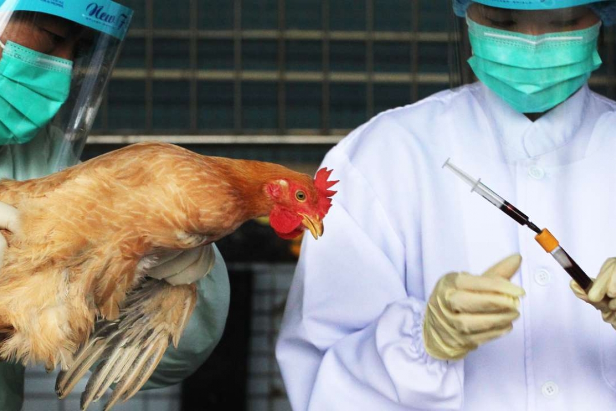 أعراض انفلونزا الطيور وأهم طرق العلاج .. وما هي الأسباب التي تؤدي للإصابة به