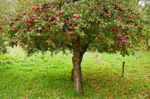 التفاح في المنام تعرف على أهم التفسيرات الواردة موقع محتويات