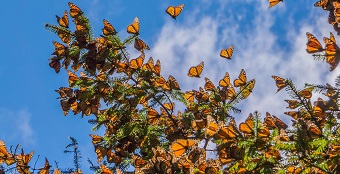 Migration of Monarch Butterfly United States