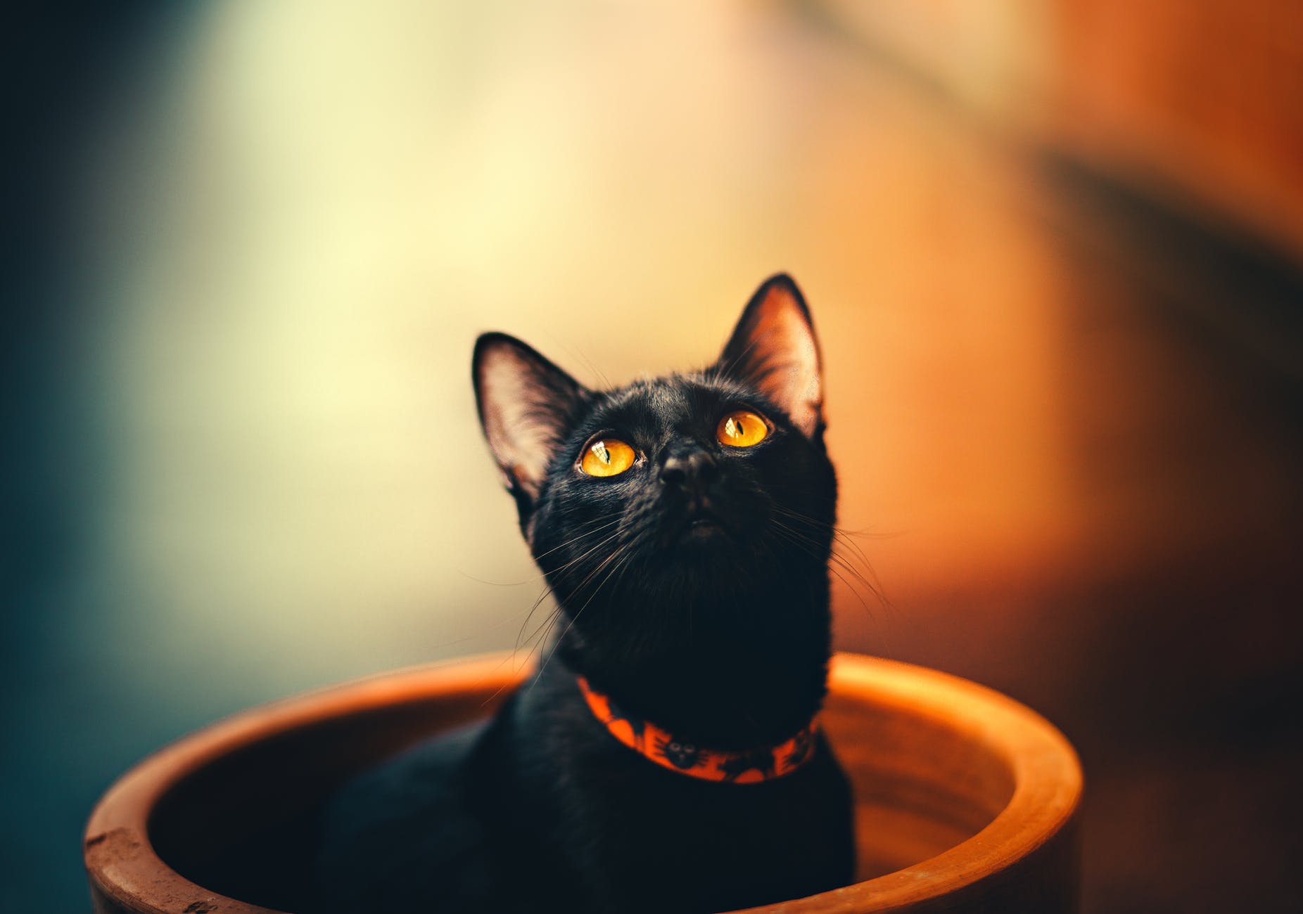 القطة السوداء في المنام ، موقع المحتويات
