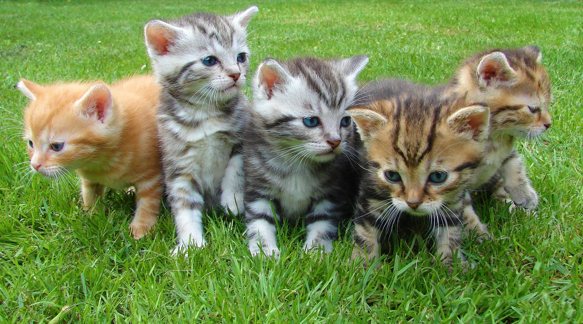 إرنست شاكلتون واعد التوتر  انواع القطط - موقع محتويات