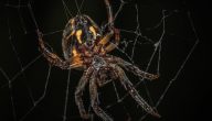 العنكبوت في المنام