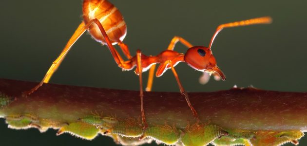 انواع النمل