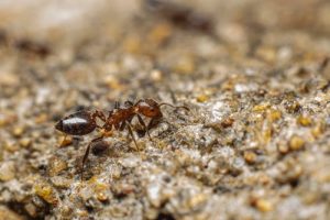 انواع النمل