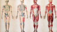 جسم الانسان من الداخل بالتفصيل