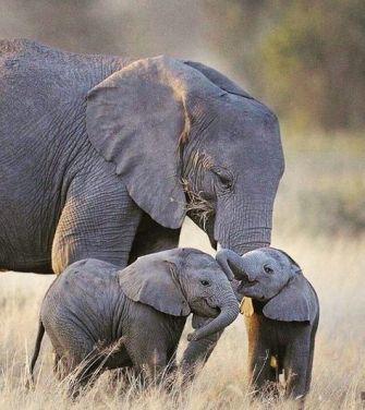 رؤية الفيل بمنام الحامل