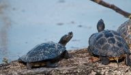 كم تعيش السلحفاة