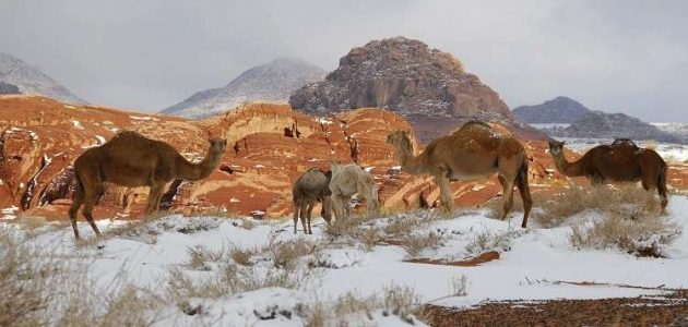 وش معنى محمية ملكية