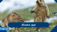 صور مضحكه 2025