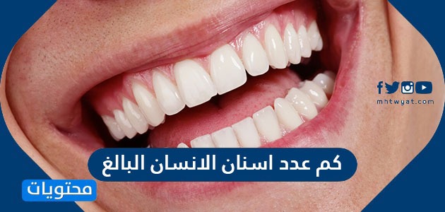 كم عدد اسنان الانسان البالغ