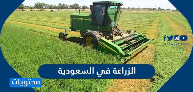 الزراعة في السعودية وأهم المحاصيل الزراعية في المملكة موقع محتويات