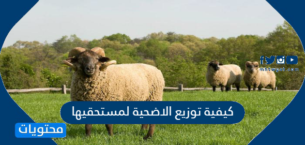 كيف توزع الأضحية على من يستحقها.  موقع المحتويات