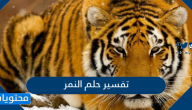 تفسير حلم النمر
