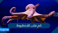 كم قلب للاخطبوط