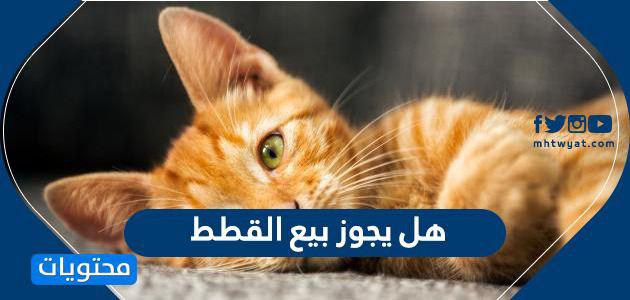 هل يجوز بيع القطط ما حكم بيع القطط في الاسلام موقع محتويات
