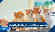 تفسير رؤية القطط في المنام للعزباء ومختلف تأويلاتها