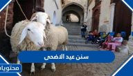سنن عيد الاضحى وأحكام الاضحية