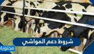 شروط دعم المواشي وكيفية التسجيل في دعم صغار مربي الماشية