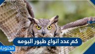 كم عدد انواع طيور البومه