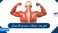 كم عدد عضلات جسم الانسان