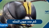 كم عدد عيون النحله .. معلومات مذهلة عن النحل