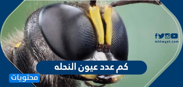 كم عدد عيون النحله .. معلومات مذهلة عن النحل