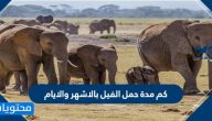 كم مدة حمل الفيل بالاشهر والايام