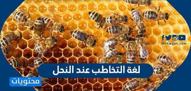 لغة التخاطب عند النحل ما هي