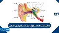 ما التركيب المسؤول عن السمع في الاذن