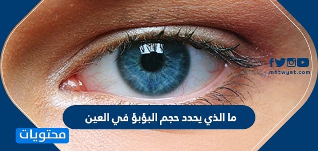 ما الذي يحدد حجم البؤبؤ في العين