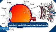 ماتركيب العين الذي يقدم المعلومات المتعلقة بالالوان للمخ