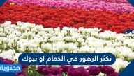 تكثر الزهور في الدمام او تبوك