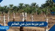 اكبر مزرعة نخيل في العالم