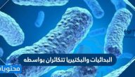 البدائيات و البكتيريا تتكاثران بواسطه