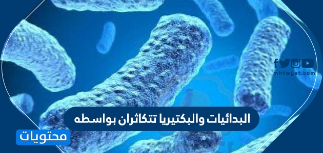 والبكتيريا نوع الخلايا في البدائيات البدائيات والبكتيريا
