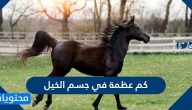كم عظمة في جسم الخيل