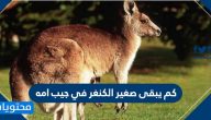 كم يبقى صغير الكنغر في جيب أمه