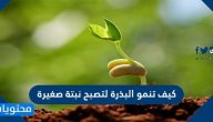 كيف تنمو البذرة لتصبح نبتة صغيرة