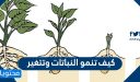 كيف تنمو النباتات وتتغير