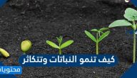 كيف تنمو النباتات وتتكاثر