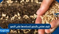 كيف نعتني بالبذور لنساعدها على النمو