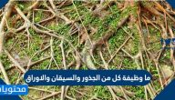 ما وظيفة كل من الجذور والسيقان والاوراق .. تعرف على أهيمة كل منها للنبات
