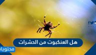 هل العنكبوت من الحشرات .. الفرق بين العنكبوت والحشرة