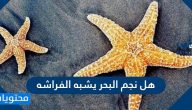 هل نجم البحر يشبه الفراشة