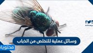 وسائل عملية للتخلص من الذباب