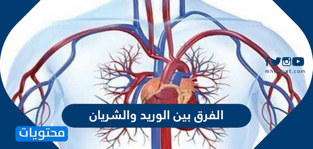 الأوعية الدموية التي تحمل الدم بعيدًا عن القلب هي ................